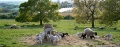 Sheep at NZ Bank
